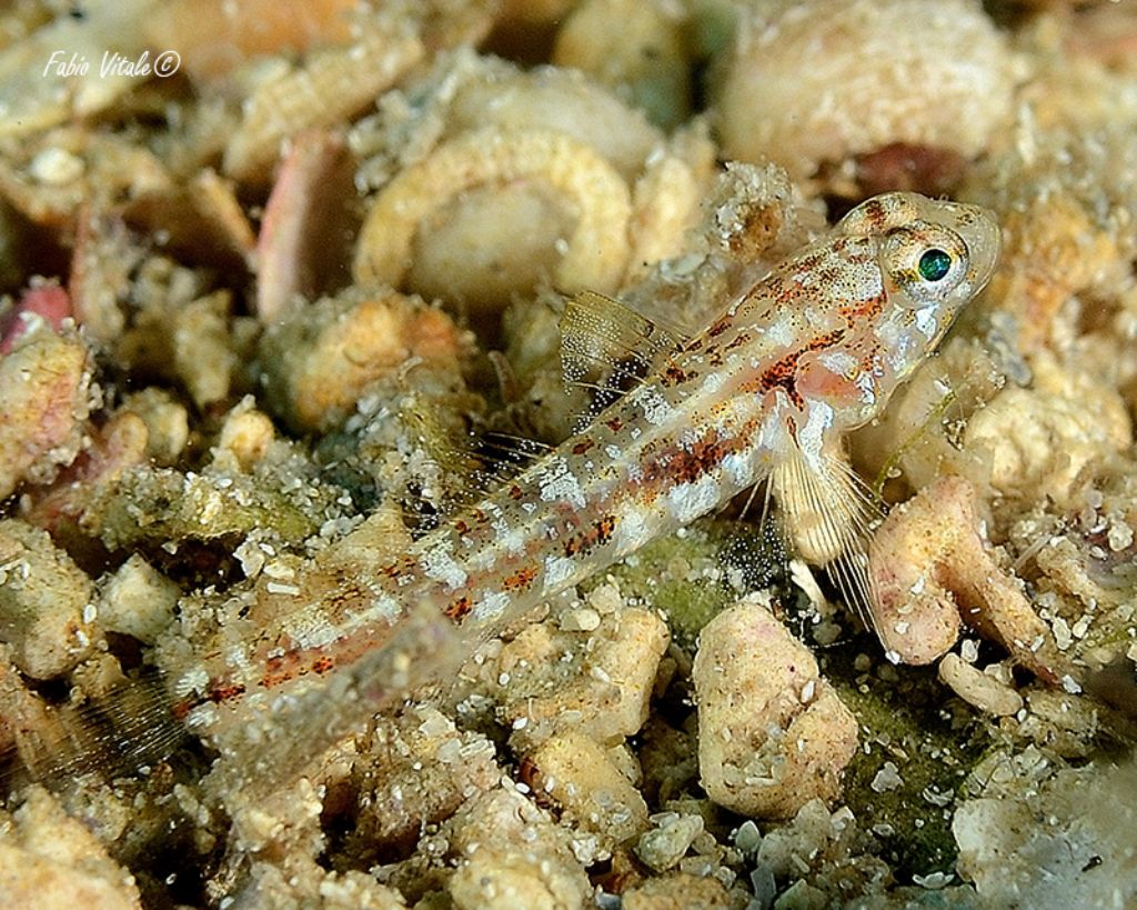 juvenile Gobius geniporus